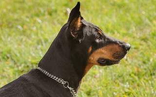 Doberman Pinscher or a Rottweiler: Choosing the Right Breed for You