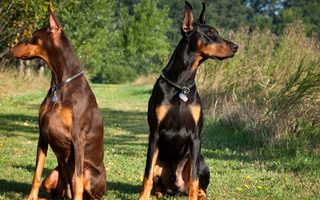 Dobermans and Family Life: Are They Good with Kids and Other Pets?