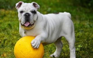 English Bulldog Exercise Needs: Keeping Your English Bulldog Fit and Happy