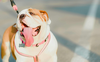 English Bulldog Temperament: What to Expect from Your Dog