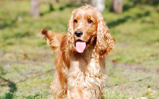 English Cocker Spaniel Exercise Needs: Keeping Your English Cocker Spaniel Fit and Happy