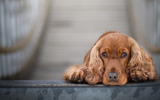English Cocker Spaniel Temperament: What to Expect from Your Dog