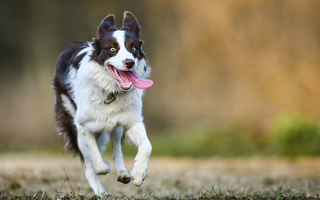 English Springer Spaniel Exercise Needs: Keeping Your English Springer Spaniel Fit and Happy