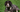 English Springer Spaniel Temperament: What to Expect from Your Dog