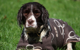 English Springer Spaniel Temperament: What to Expect from Your Dog
