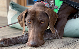 German Shorthaired Pointer Temperament: What to Expect from Your Dog