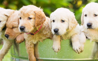 Golden Retriever vs. Labrador Retriever: Which Breed Is Right for You?