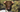 Guide to German Shorthaired Pointer: Best Foods & Supplements