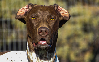 Guide to German Shorthaired Pointer: Best Foods & Supplements