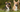 Guide to Pembroke Welsh Corgi Nutrition: Best Foods & Supplements
