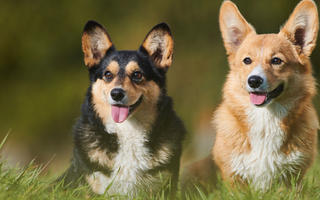 Guide to Pembroke Welsh Corgi Nutrition: Best Foods & Supplements