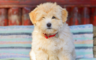 Havanese Exercise Needs: Keeping Your Havanese Fit and Happy