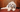 Havanese Temperament: What to Expect from Your Dog