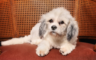 Havanese Temperament: What to Expect from Your Dog