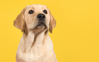 Labrador Retriever Exercise Essentials: Keeping Your Dog Happy and Healthy