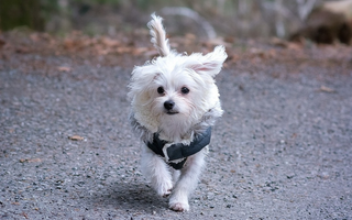 Maltese Exercise Needs: Keeping Your Maltese Fit and Happy