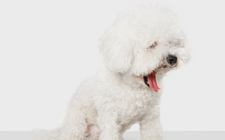 Maltese Temperament: What to Expect from Your Dog