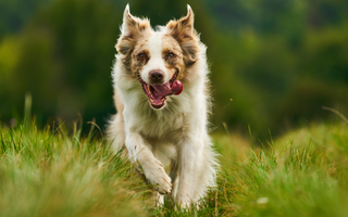 Miniature American Shepherd Exercise Needs: Keeping Your Miniature American Shepherd Fit and Happy