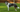 Miniature American Shepherd Temperament: What to Expect from Your Dog