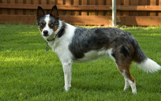 Miniature American Shepherd Temperament: What to Expect from Your Dog