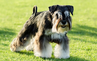 Miniature Schnauzer Exercise Needs: Keeping Your Miniature Schnauzer Fit and Happy
