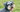 Miniature Schnauzer Temperament: What to Expect from Your Dog