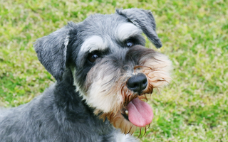 Miniature Schnauzer Temperament: What to Expect from Your Dog