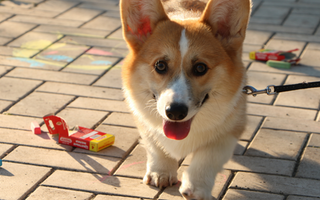 Pembroke Welsh Corgi: What to Expect from Your Dog