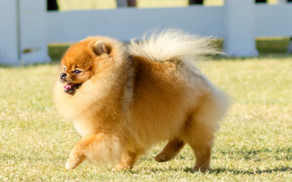 Pomeranian Exercise Needs: Keeping Your Pomeranian Fit and Happy