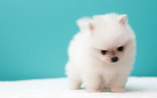 Pomeranian Temperament: What to Expect from Your Dog