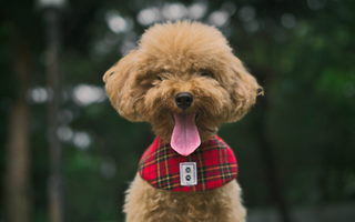 Poodle Exercise Needs: Keeping Your Poodle Fit and Happy