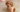 Poodle Temperament: What to Expect from Your Dog