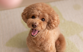 Poodle Temperament: What to Expect from Your Dog