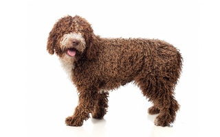 Portuguese Water Dog Exercise Needs: Keeping Your Portuguese Water Dog Fit and Happy