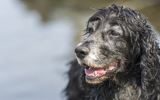 Portuguese Water Dog Temperament: What to Expect from Your Dog