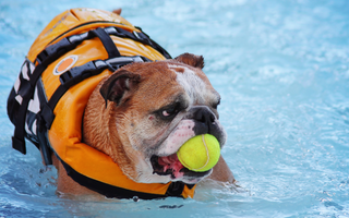 Pug Exercise Needs: Keeping Your Pug Fit and Happy