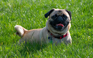 Pug Temperament: What to Expect from Your Dog