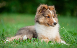 Shetland Sheepdog Exercise Needs: Keeping Your Shetland Sheepdog Fit and Happy