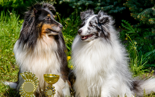 Shetland Sheepdog Temperament: What to Expect from Your Dog