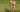 Shiba Inu Exercise Needs: Keeping Your Shiba Inu Fit and Happy