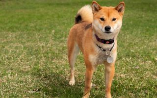Shiba Inu Exercise Needs: Keeping Your Shiba Inu Fit and Happy