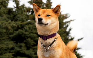 Shiba Inu Temperament: What to Expect from Your Dog