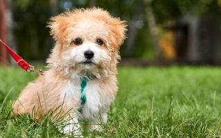 Shih Tzu Exercise Needs: Keeping Your Shih Tzu Fit and Happy