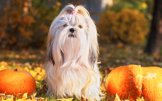 Shih Tzu Temperament: What to Expect from Your Dog