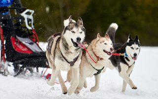 Siberian Husky Exercise: Keeping Your Dog Fit and Happy