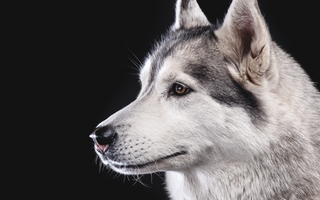 Siberian Husky Temperament: What to Expect from Your Dog