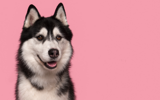 Siberian Husky Top 10 Health Concerns: Prevention Tips