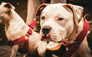 Socialization Tips for Your American Bulldog: Building a Well-Rounded Dog