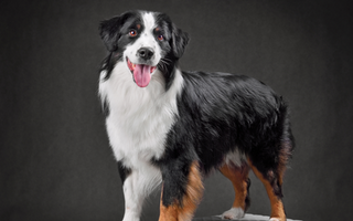 Socialization Tips for Your Australian Shepherd: Building a Well-Rounded Dog