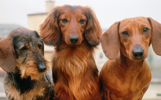 Socialization Tips for Your Dachshund: Building a Well-Rounded Dog